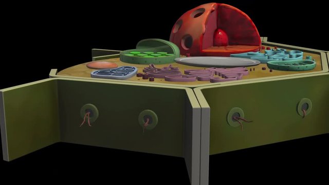 plant-cell-Cytoplasm.
3D plant cell animation