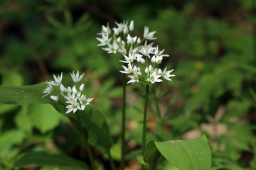 Blühender Bärlauch 