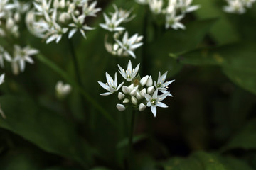 Blühender Bärlauch 