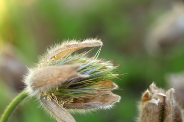 Verblühte Küchenschelle Pulsatilla Vulgaris