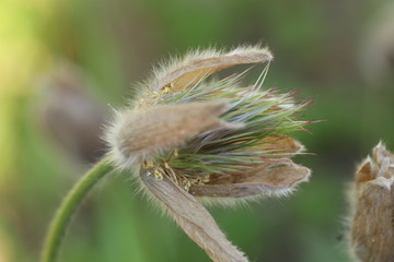 Verblühte Küchenschelle Pulsatilla Vulgaris