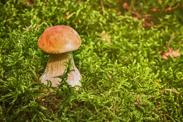 White mushrooms in the woods, on a background of leaves, bright sunlight