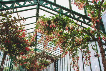 Beautiful blooming Geranium and fuchsia plants. Royal Greenhouses of Laeken in Belgium