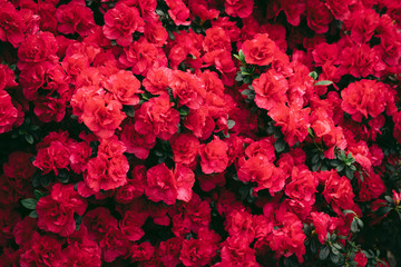 Beautiful carpet of pink blooming flowers. Texture for wallpaper or web banner. Blossoming azalea close up