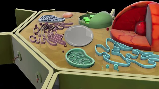 plant-cell-Golgi apparatus
3D plant cell animation