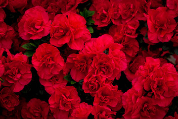 Beautiful carpet of red blooming flowers. Texture for wallpaper or web banner. Blossoming azalea close up