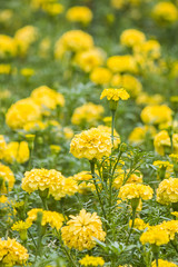 Marigold in garden