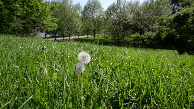 dandelion fluff storm