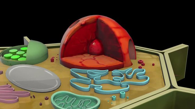 plant-cell-Nuclear pore
3D plant cell animation
