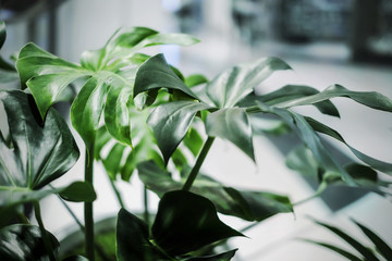 Monstera deliciosa tropical leaves in the office building - obrazy, fototapety, plakaty