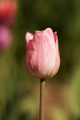Pink tulip on a green background.