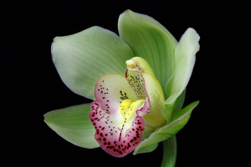 Boat Orchid (Cymbidium)
