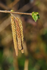 Macro shot of a male blossom of a hazelnut (Corylus avellana) in the sunshine