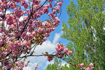 Pink blossoms at an avenue of japanese cherry trees, donated by japan to the reunification of Germany, on the former wall between Berlin and Brandenburg