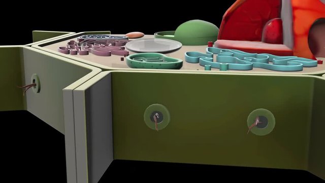 plant-cell-Plasmodesma
3D plant cell animation