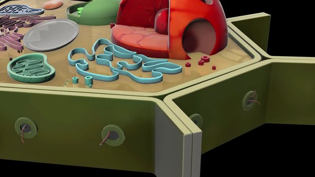 plant-cell-Snooth endoplasmic reticulum
3D plant cell animation