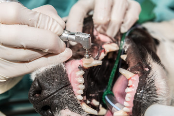 Le vétérinaire chirurgien effectue un détartrage et des soins dentaires sur un chien, un chat....