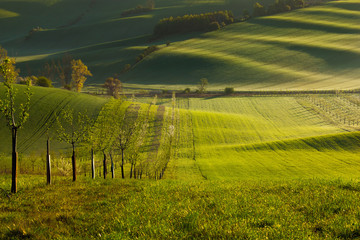 Fototapeta na wymiar Sunset lines and waves with trees in the spring, South Moravia, Czech Republic
