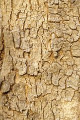 Texture of a tree bark