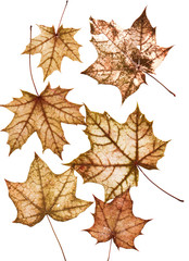  set of many bright multi-colored old dilapidated autumn maple leaves of different size on white isolated background