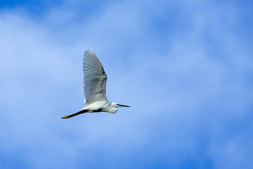 Little egret in flight