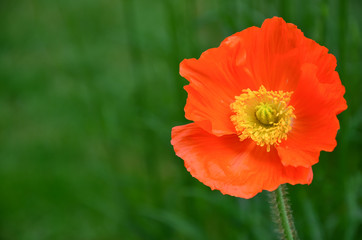 Mohnblume