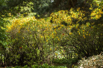 Fototapeta premium Aranżacja ogrodu 