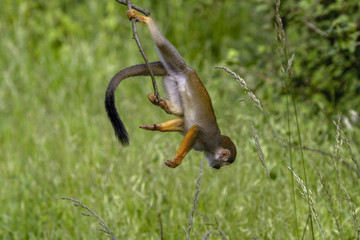 Common Squirrel Monkey (Saimiri sciureus),  on a tree branch. Lifestyle - day, mostly spend time in the trees.