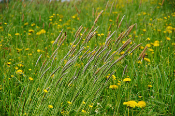 Russian meadow with  Timothy-grass