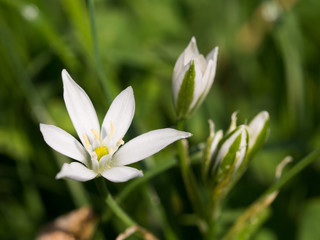 Ornithogalum flowers blooming on a spring meadow