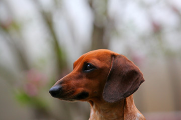 Dachshund Dog Spring Garden
