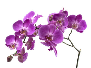 Fototapeta na wymiar orchid flowers on a white background. 