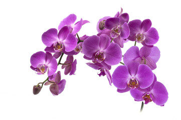 orchid flowers on a white background. 