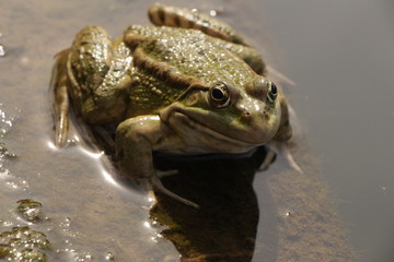Большая лягушка сидит у воды