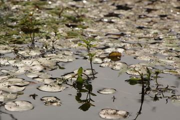 Маленькие круглые кувшинки на поверхности воды