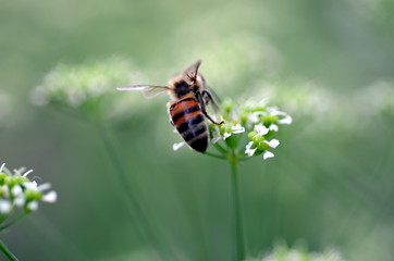 Biene auf weißer Blüte