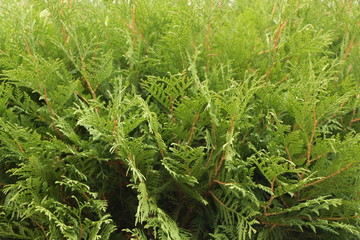 Туя зелёный натуральный фон