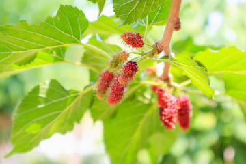 Fresh red mulberry fruits on tree branch