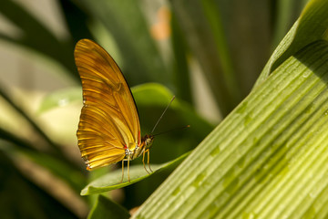 Dryas julia butterfly.  butterfly on a flower in a garden.