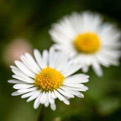 Detail of two daisies with nice golden center which grow in green lawn