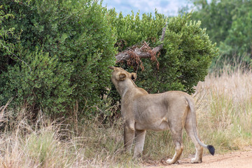 Lioness smelling the tree