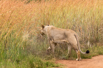 lioness waking into  the the grass