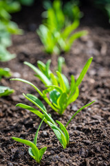 Few small spinach plants in a line with fresh green leaves
