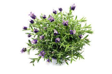 top view of spanish lavender on white isolated background - obrazy, fototapety, plakaty