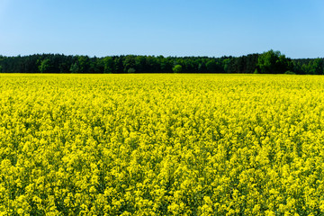 Many rapeseed plants with yellow blooms on a field next to woods