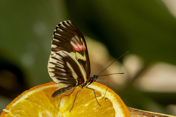Closeup of a Piano Key butterfly ,heliconius melpomene , drinking nectar on a orange.