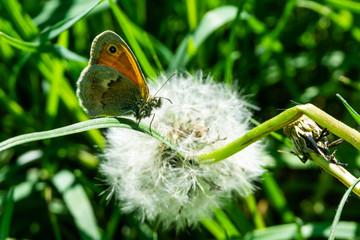 Nice small orange butterfly sits on grass in front of faded dandelion