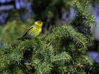 Cape May Warbler Foraging on Pine Tree in Spring