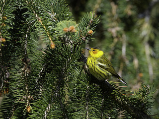 Cape May Warbler in Spring