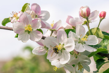 Several nice blooms on apple tree with honeybee on one of them - Powered by Adobe